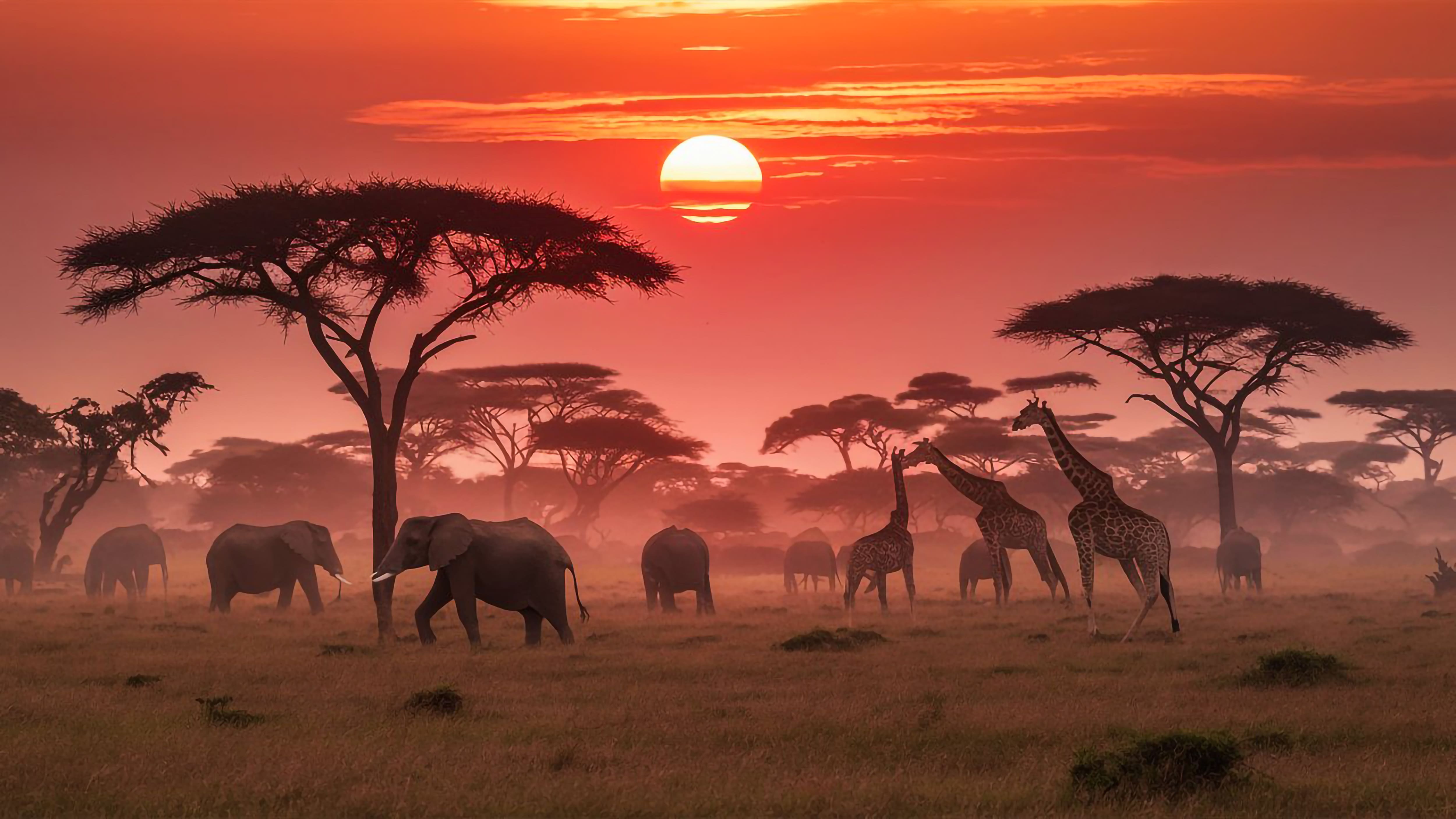 Kenya AA+